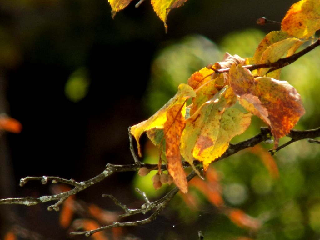 outonodivergenciasvitais (10)