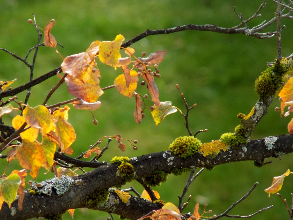 outonodivergenciasvitais (14)