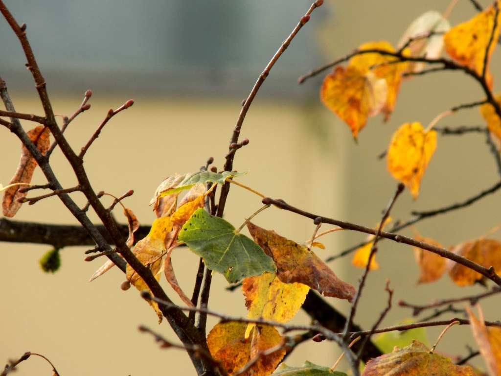 outonodivergenciasvitais (2)