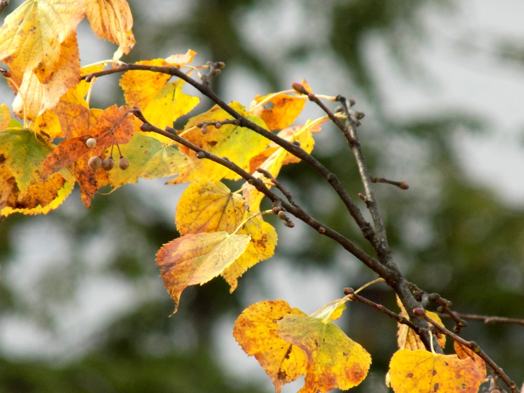 outonodivergenciasvitais (4)