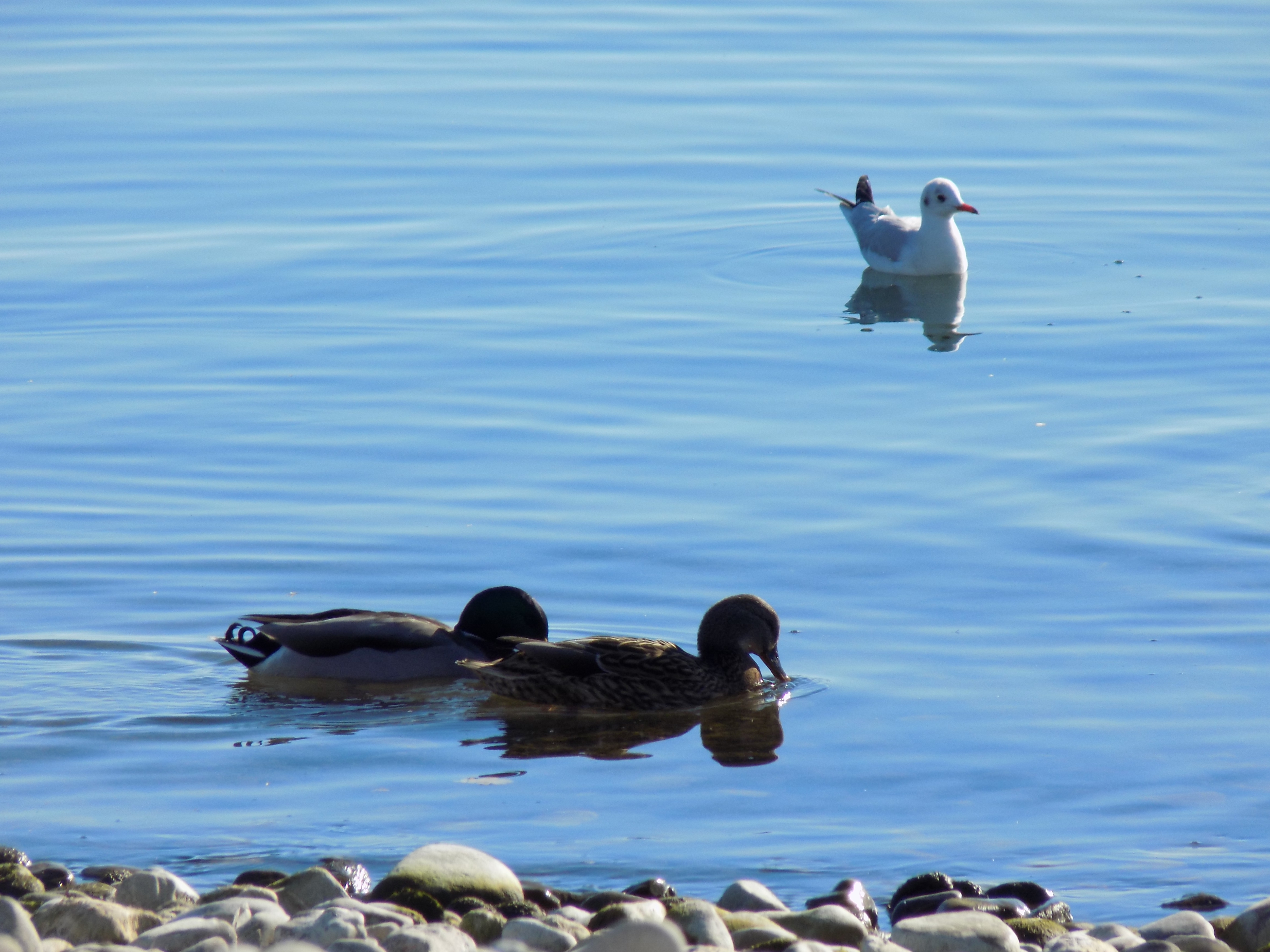 lago-da-constanca-bodensee7