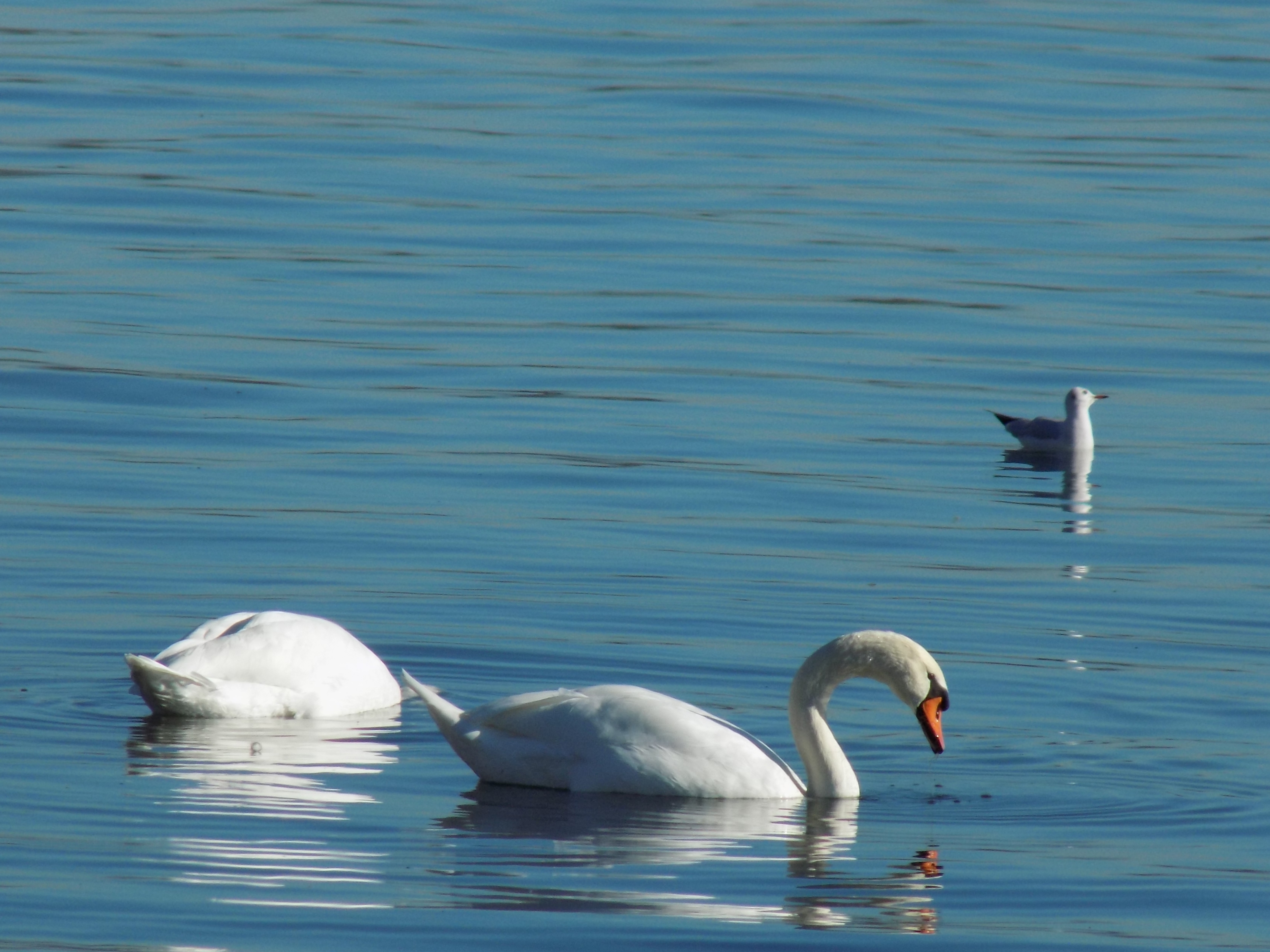 lago-da-constanca-bodensee10
