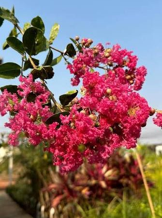 Imagem da floração rosa da árvore da espécie Extremosa (Resedá).