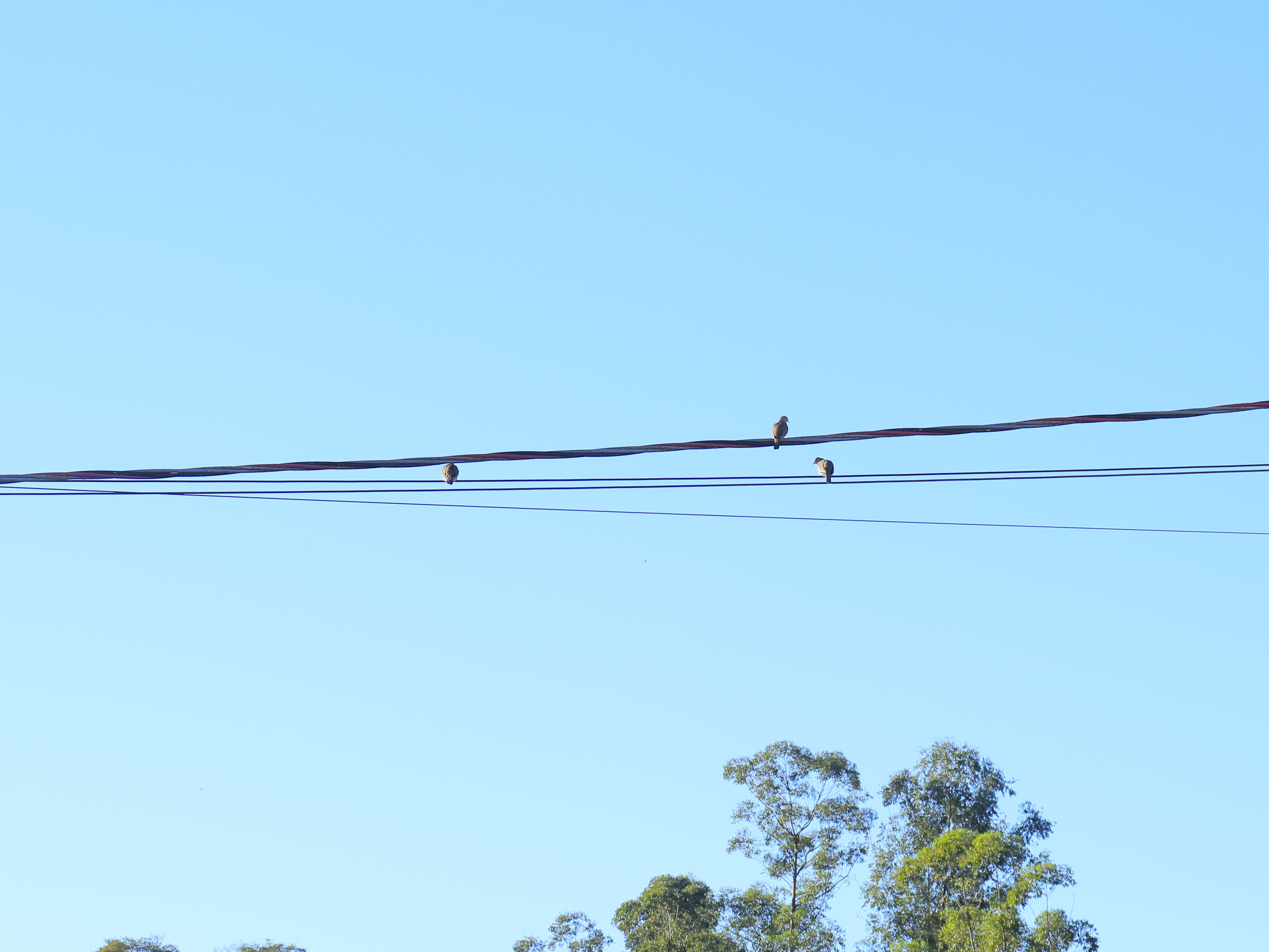 Imagem mostrando fios elétricos com 3 pássaros sentados neles. O céu está azul e bem ao fundo, tem a copa de árvores.